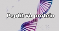 Lý thuyết Peptit và Protein