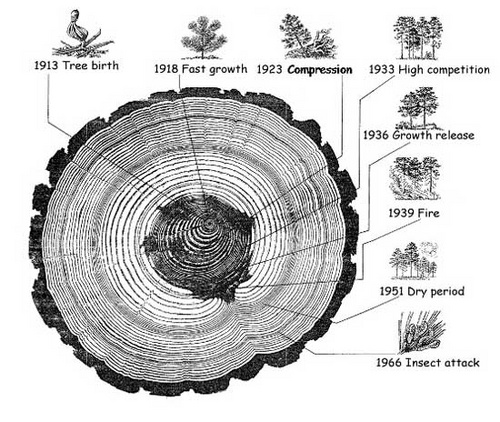 Vì sao có thể xác định tuổi thọ của một mảnh gỗ ?